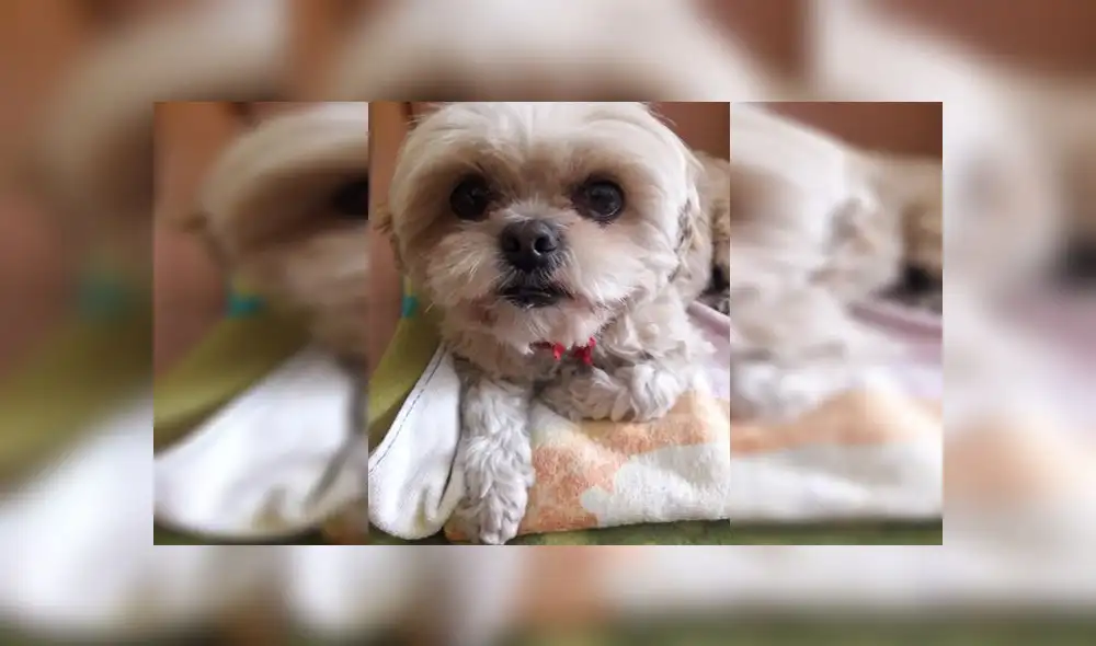 Buscan a mascota que desapareció por descuido de veterinaria