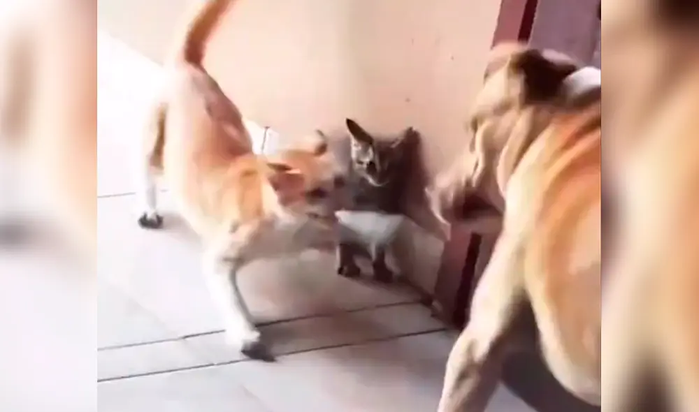 Pese a ello, el can se acercó aún más y recibió una gran lección. Foto: zullirethquintero / TikTok