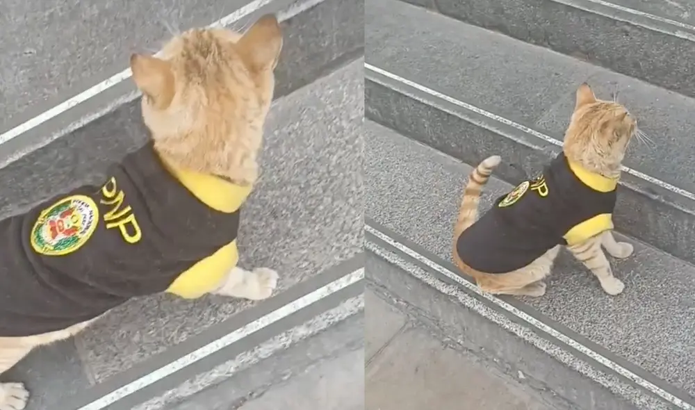 Este hecho sucedió en Perú. Foto: composición LR / TikTok / @queritsarai