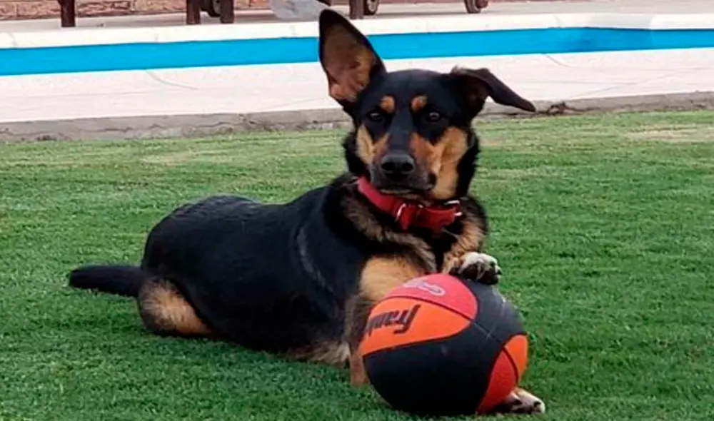 Desliza las imágenes para conocer a Caipirinha, el perrito héroe que salvó a su compañera de un fatal desenlace. Foto: captura de Facebook