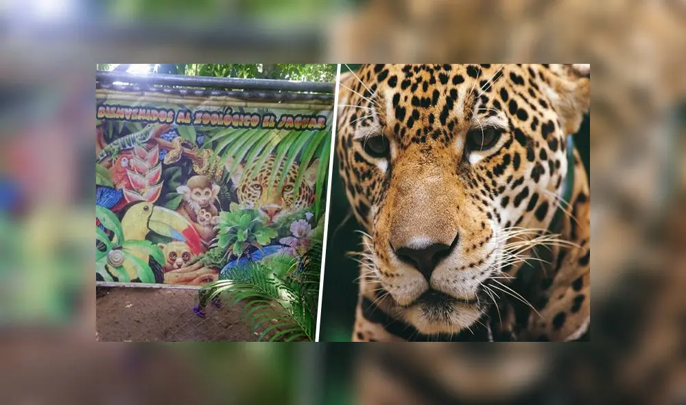 Jaguar ataca a mujer de 63 años en zoológico de Puerto Maldonado, ocasionándole la amputación de uno de sus brazos. (Foto: Referencial | Composición LR) Jaguar ataca a mujer de 63 años en zoológico de Puerto Maldonado, ocasionándole la amputación de uno de sus brazos. (Foto: Referencial | Composición LR)