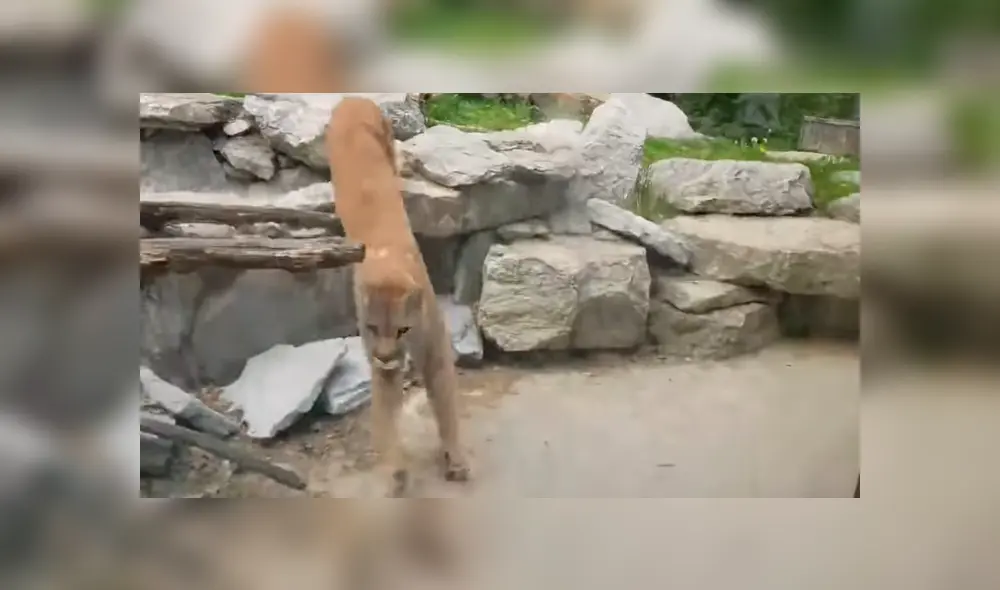 Facebook viral: perro ingresa a zoológico y se encuentra con hambriento puma [VIDEO]