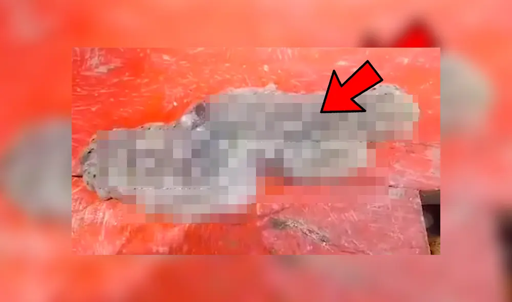 Pescador se topó con una misteriosa criatura marina y no dudó en atraparla para averiguar de qué se trata. Hasta ahora, se desconoce su origen Pescador se topó con una misteriosa criatura marina y no dudó en atraparla para averiguar de qué se trata. Hasta ahora, se desconoce su origen