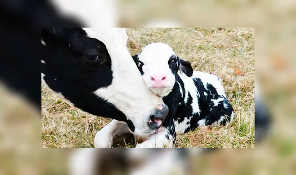 YouTube viral: vaca preñada que escapó de matadero acaba de tener su primera cría [VIDEO]