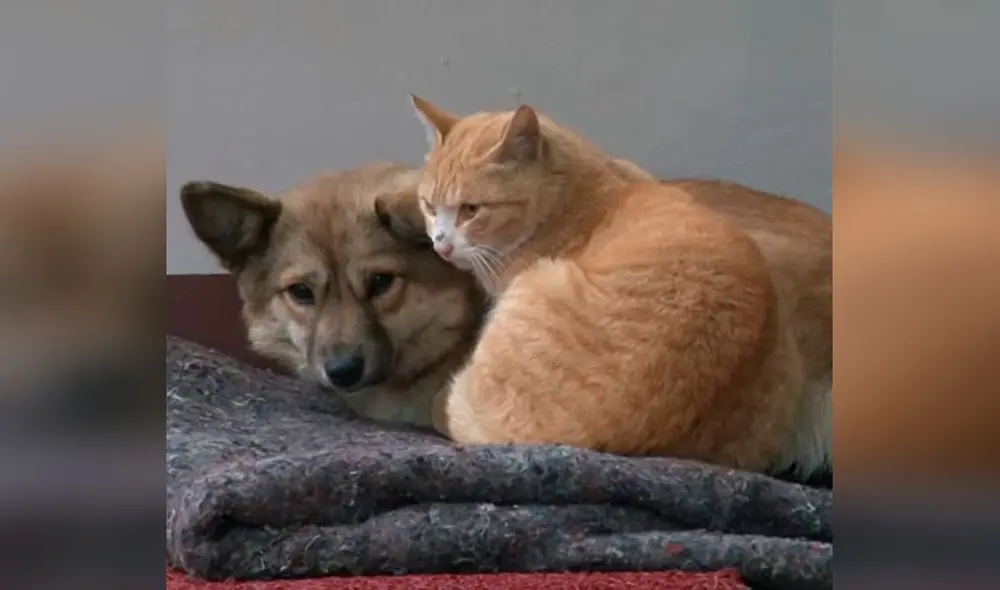 Desliza las imágenes para conocer la conmovedora historia de amistad entre un gato y una perrita. Foto: captura de YouTube Desliza las imágenes para conocer la conmovedora historia de amistad entre un gato y una perrita. Foto: captura de YouTube