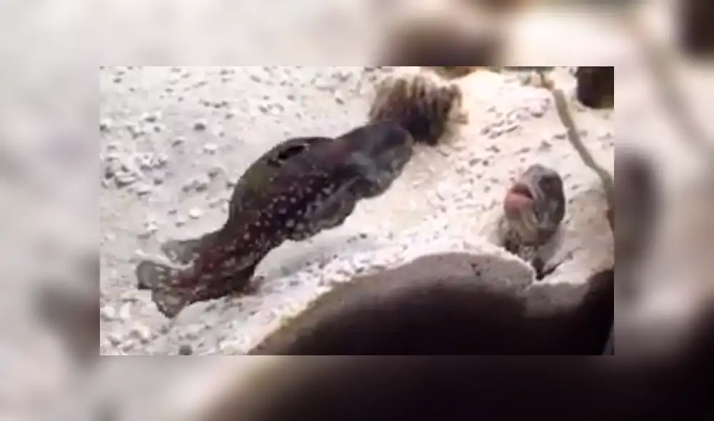 En YouTube, un joven quedó impactado al descubrir que sus peces tenían constantes peleas dentro del acuario.