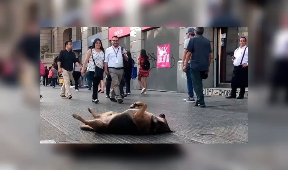 Desliza a la izquierda para ver más imágenes del tierno perro que se robó al atención de todos los usuarios. (Foto: Upscol)