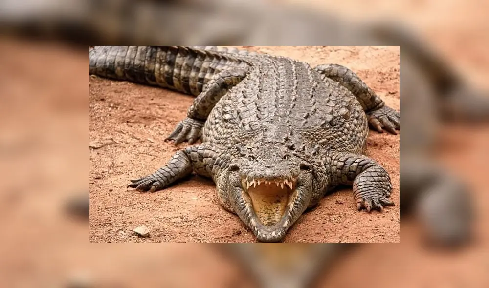 El reptil mordió en la mano a la madre. Fuente: foto referencial. El reptil mordió en la mano a la madre. Fuente: foto referencial.