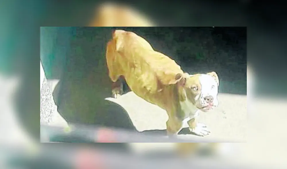 Los perros de raza pitbull se encontraban en un estado de abandono. (Foto: Difusión)