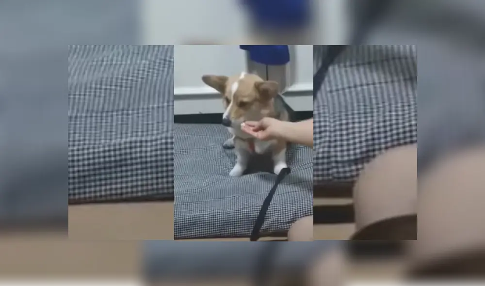Video es viral en Facebook. Mujer grabó la peculiar reacción que tuvo su perrita cuando intentó darle otro tipo de comida a la que estaba acostumbrada. Fotocaptura: YouTube Video es viral en Facebook. Mujer grabó la peculiar reacción que tuvo su perrita cuando intentó darle otro tipo de comida a la que estaba acostumbrada. Fotocaptura: YouTube