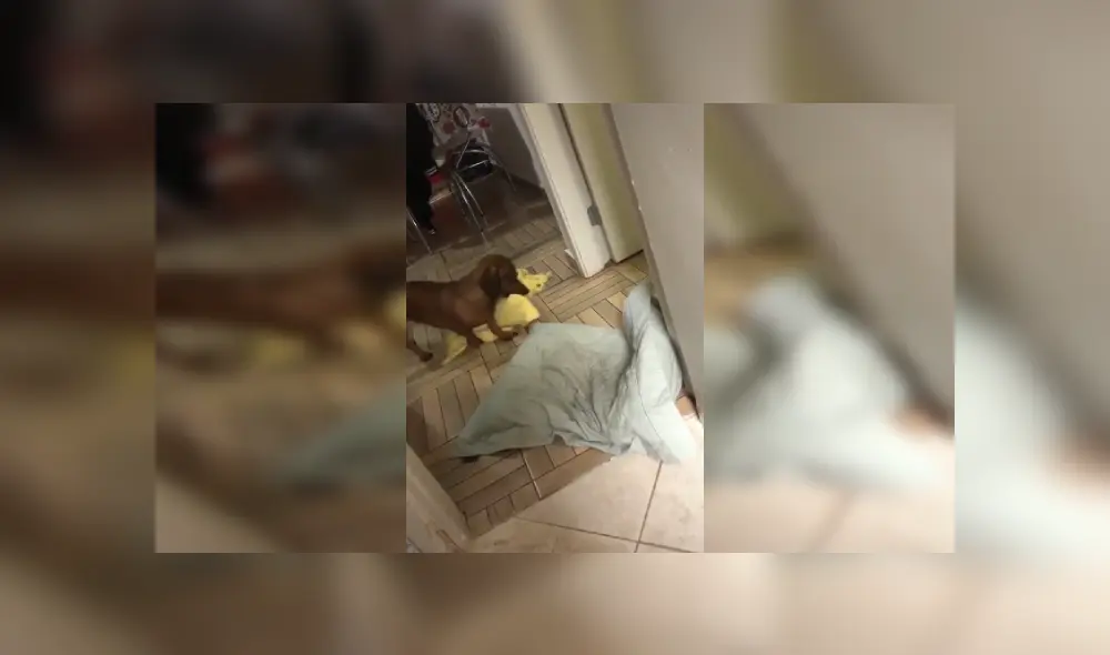 Desliza las imágenes hacia la izquierda para apreciar la emotiva acción de un perro para poder dormir. Fotocaptura: Facebook. Desliza las imágenes hacia la izquierda para apreciar la emotiva acción de un perro para poder dormir. Fotocaptura: Facebook.