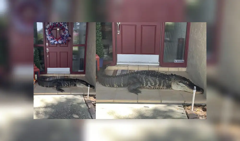 El enorme reptil fue capturado por unos ambientalistas y luego llevado a un santuario. Foto: redes sociales. El enorme reptil fue capturado por unos ambientalistas y luego llevado a un santuario. Foto: redes sociales.