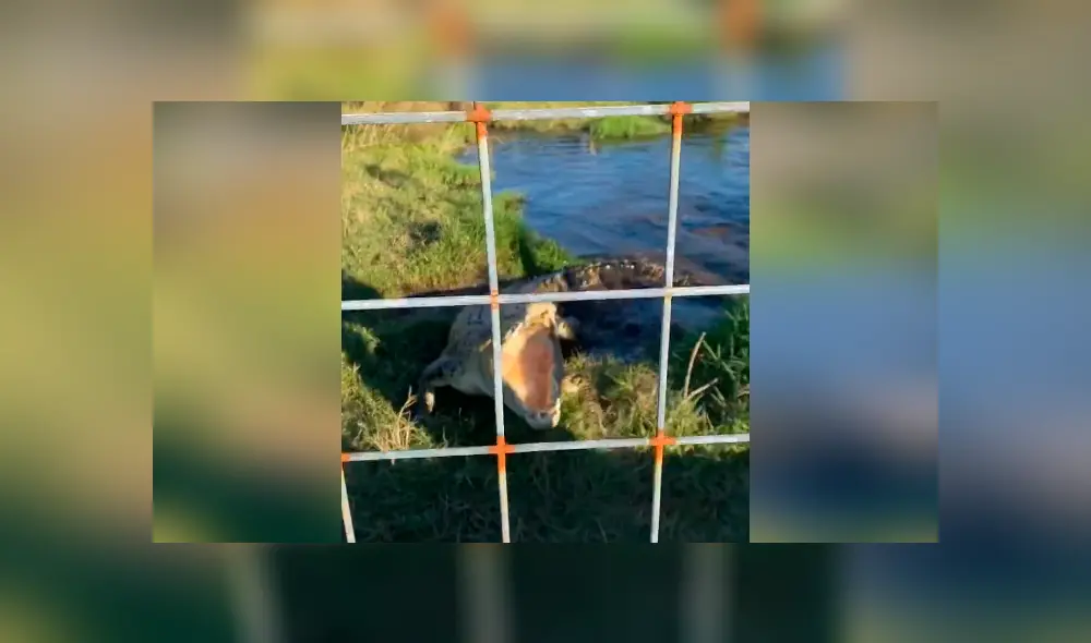 Desliza hacia la izquierda para ver la reacción del cocodrilo a un grupo de jóvenes. El video es viral en YouTube. Desliza hacia la izquierda para ver la reacción del cocodrilo a un grupo de jóvenes. El video es viral en YouTube.