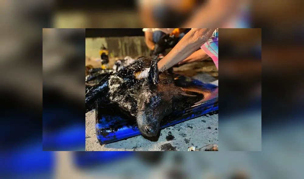 Desliza para descubrir lo que le sucedió a Aloe después de caerse a un pozo de brea. Foto: Facebook Desliza para descubrir lo que le sucedió a Aloe después de caerse a un pozo de brea. Foto: Facebook