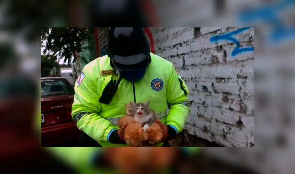 Foto: Difusión/Municipalidad de Surco. Foto: Difusión/Municipalidad de Surco.