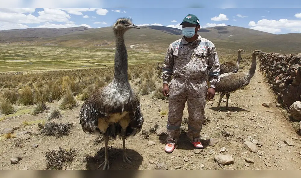 CALACHACA. Aquí se tiene en cautiverio más de 200 especies entre adultos y jóvenes.