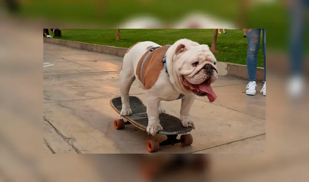 La mascota ganó un Récord Guiness en 2015. Foto: Facebook Otto Bulldog Skater