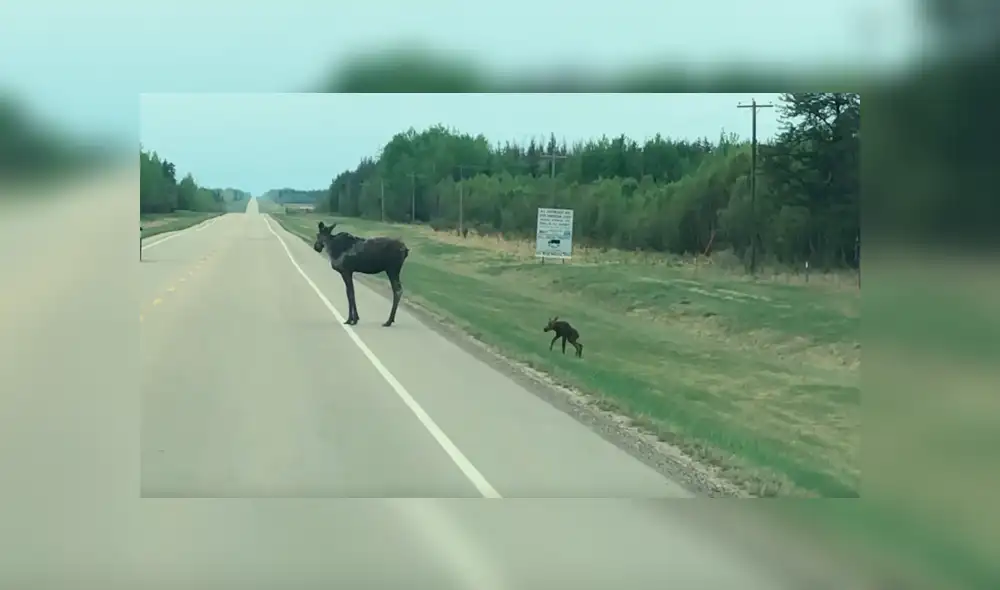 Facebook viral: Mamá alce para el tránsito de una carretera para ayudar a cruzar a su crío [VIDEO]