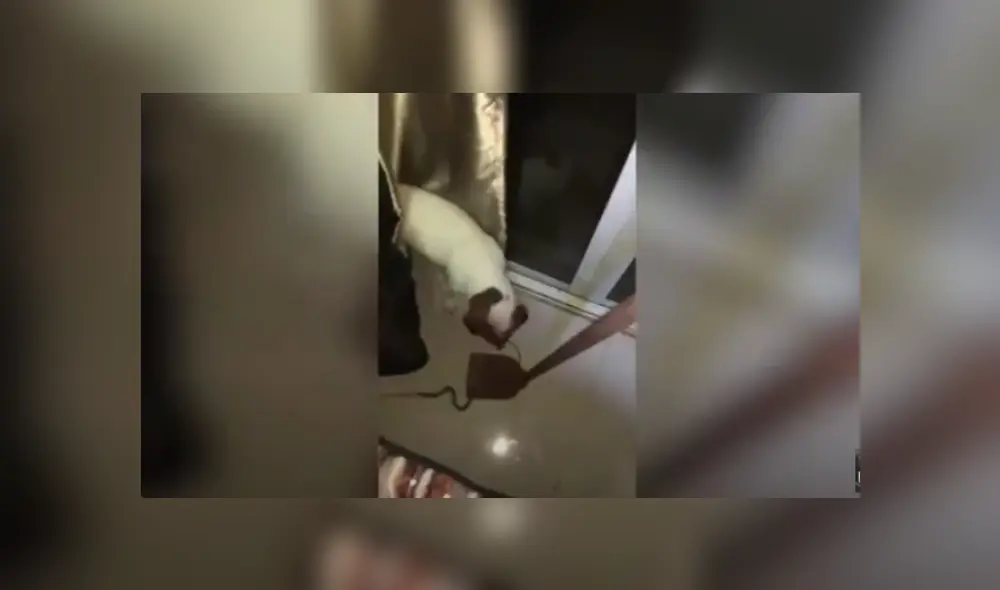 Desliza hacia la izquierda para ver más del video viral Desliza hacia la izquierda para ver más del video viral