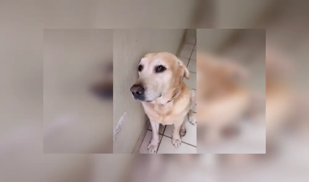 Desliza para ver el comportamiento del can cuando escucha que su dueña se ausentará de casa. (Foto: captura / TikTok)