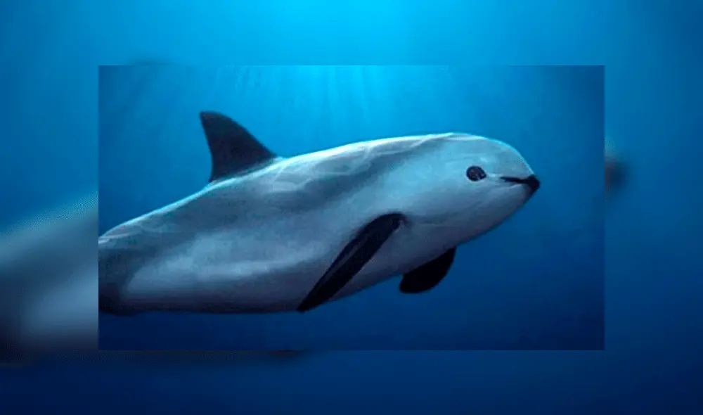 vaquitas marinas