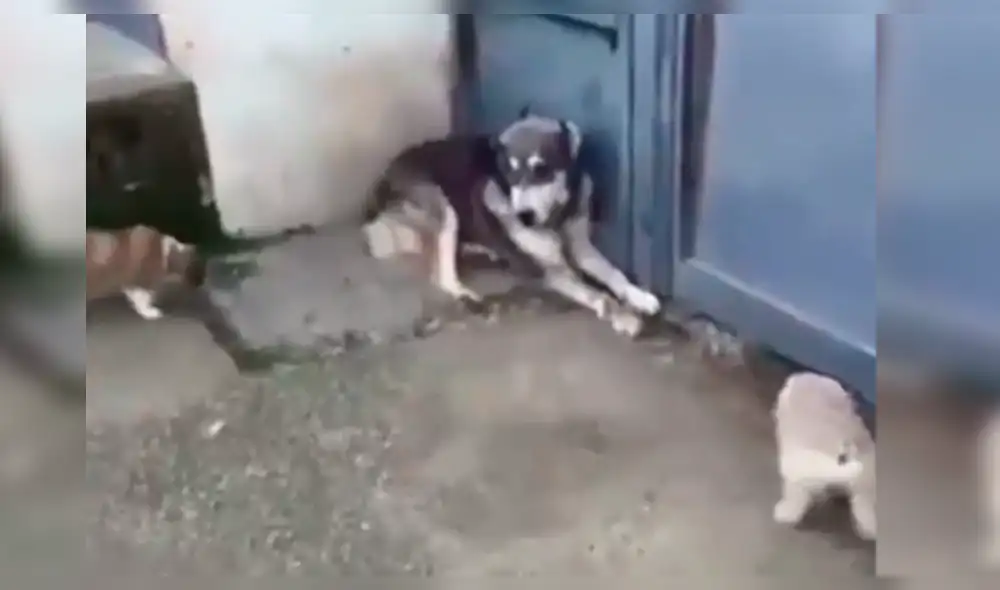 Vía Facebook: perro hace llorar a cachorros y su mamá reacciona así [VIDEO]