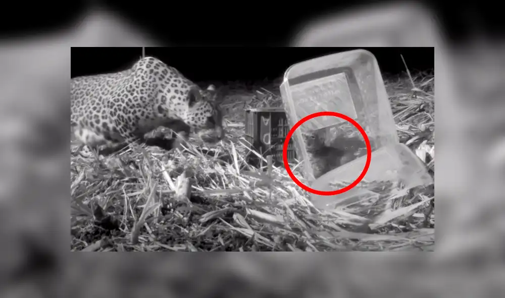 En Facebook se viralizó el conmovedor reencuentro de una mamá leopardo con su cachorro que se perdió en medio de la selva.
