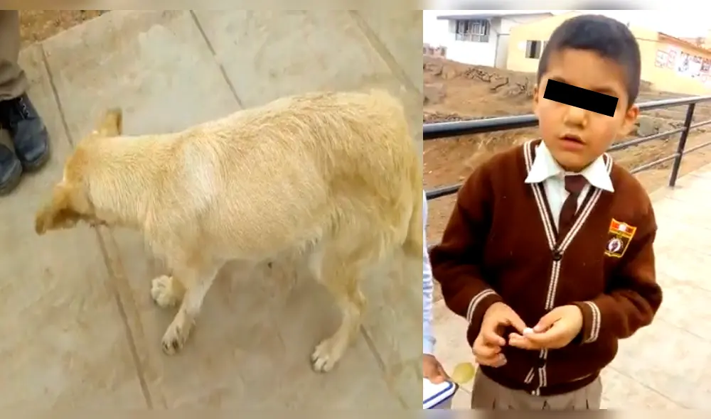 Vía Facebook: niño que lleva a su perro al colegio por trágica razón, ahora pide ayuda Vía Facebook: niño que lleva a su perro al colegio por trágica razón, ahora pide ayuda