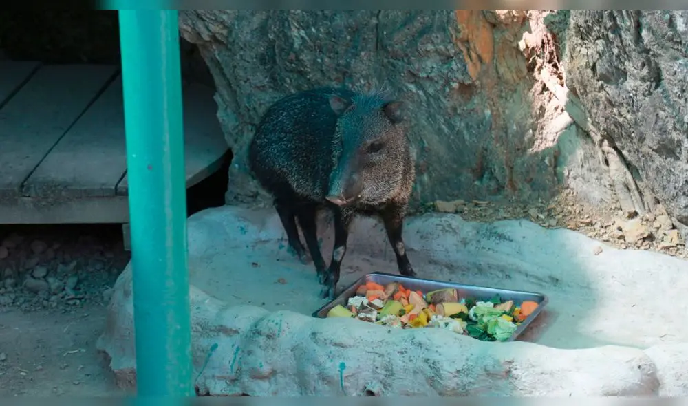 Los animales que alberga el zoológico reciben los cuidados necesarios para su bienestar, afirmó el alcalde. (Foto: difusión) Los animales que alberga el zoológico reciben los cuidados necesarios para su bienestar, afirmó el alcalde. (Foto: difusión)