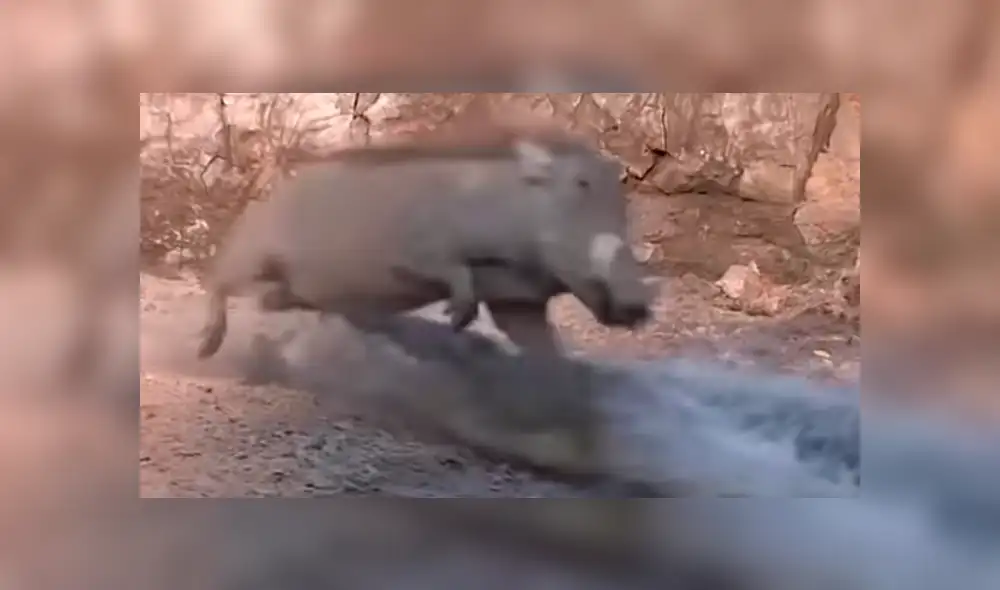 YouTube viral: sediento jabalí acudió a lago para beber agua y se encontró con feroz cocodrilo [VIDEO]