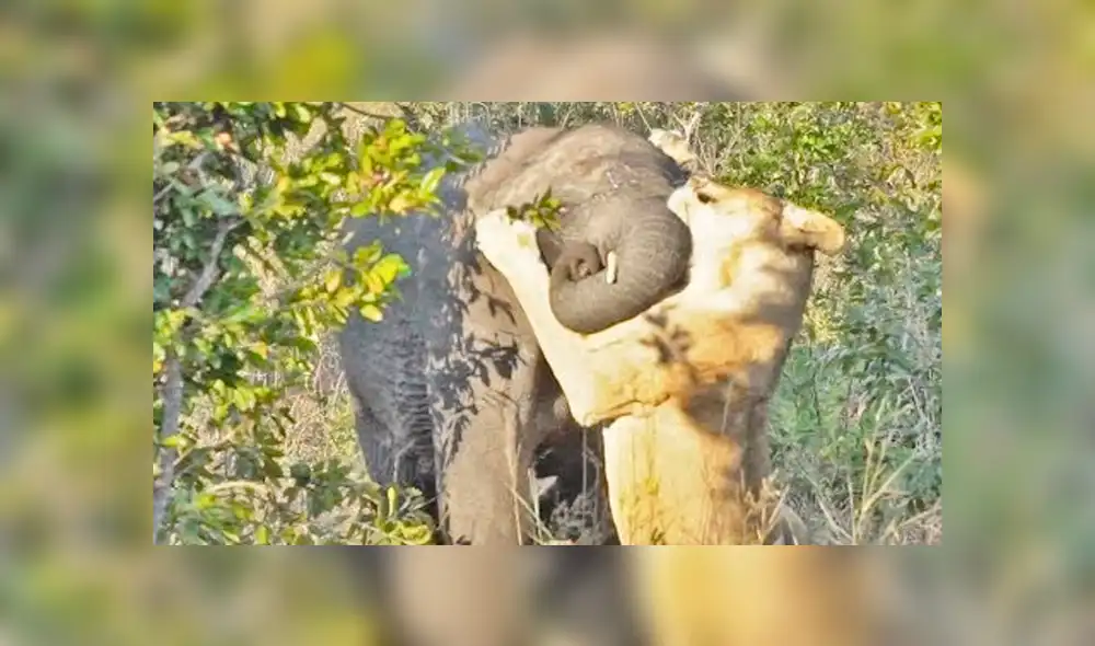 Desliza para ver la brutal pelea que asombró a todos en YouTube. Foto: Captura. Desliza para ver la brutal pelea que asombró a todos en YouTube. Foto: Captura.