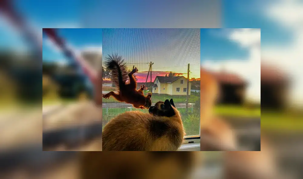 En Facebook, un joven cuidó de una pequeña ardilla que encontró en la calle y se volvió su mejor amigo.