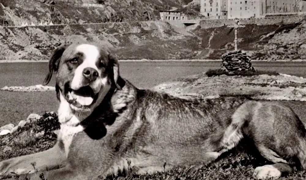 Barry fue entrenado por los monjes para rescatar a personas perdidas. Foto: Captura/YouTube/Experto Animal