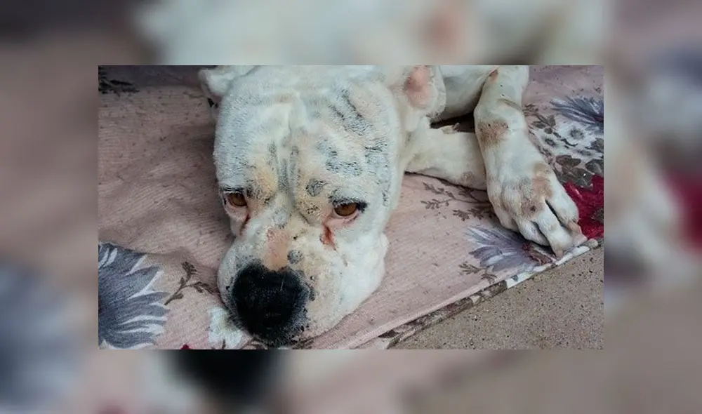 Veterinario afirma que las mascotas no pueden ser contagiadas con COVID-19 [VIDEO]