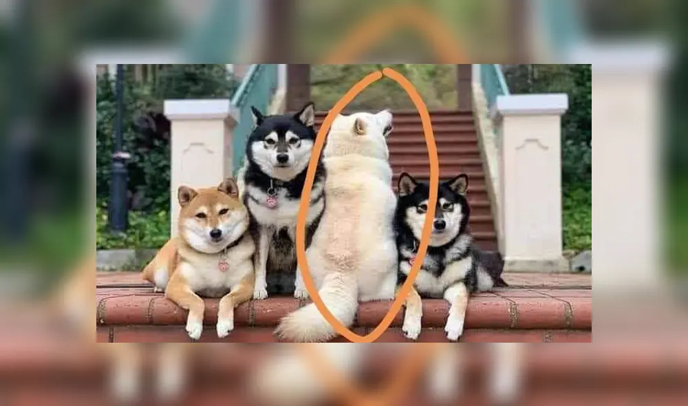 Desliza las imágenes hacia la izquierda para apreciar la travesura que hizo un perro en plena sesión de fotos.