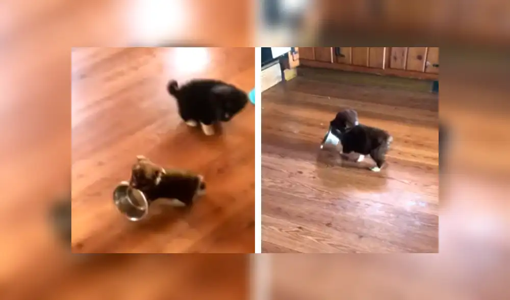 En YouTube, un cachorro no soportó que su dueña atienda a sus hermanos primero y tuvo una inusual reacción.