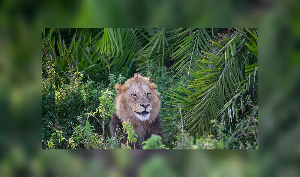 León que asusta a fotógrafo y luego sonríe se vuelve viral en Facebook. Foto: Green Sowerby