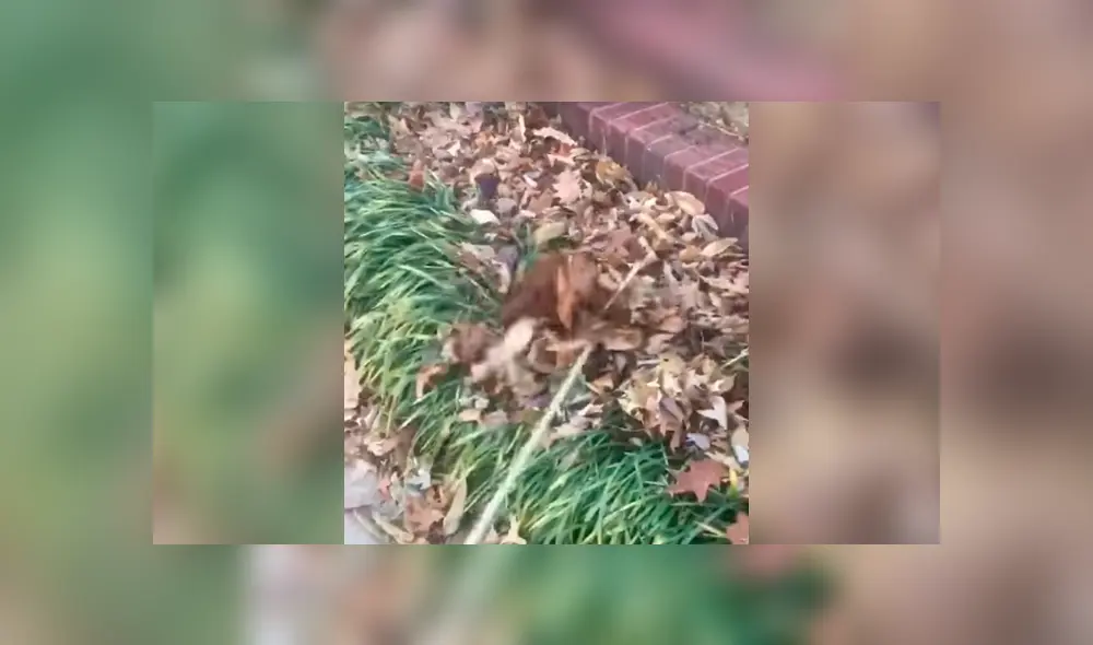 Facebook viral: perro travieso imita a tiburón para darle un gran susto a su dueña [VIDEO] 