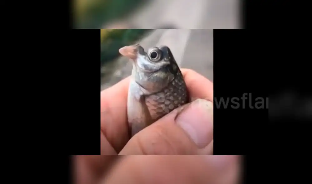 Desliza hacia la izquierda para ver el misterioso aspecto del pez que sufrió una extraña mutación en su cabeza y se ha vuelto viral en Facebook y otras redes sociales.