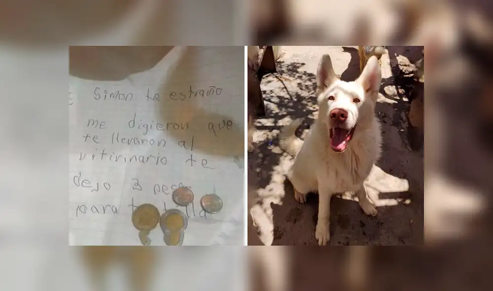 Desliza las imágenes hacia la izquierda para conocer la tierna acción de un pequeño al recordar a su perro. Fotocaptura: Facebook.