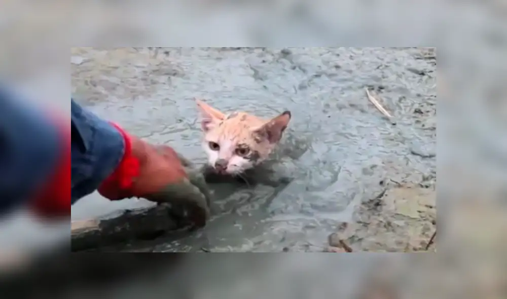 Facebook viral: Gato bebé queda atrapado en el barro y hombre acude a su rescate [VIDEO]
