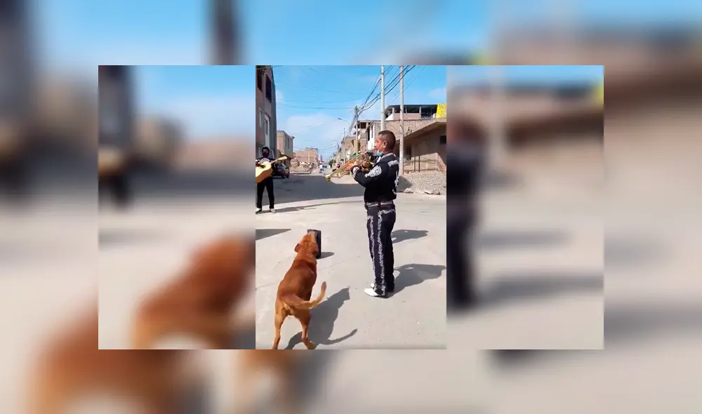 Desliza las imágenes hacia la izquierda para conocer la actuación de un perro al unirse a un grupo de mariachis.