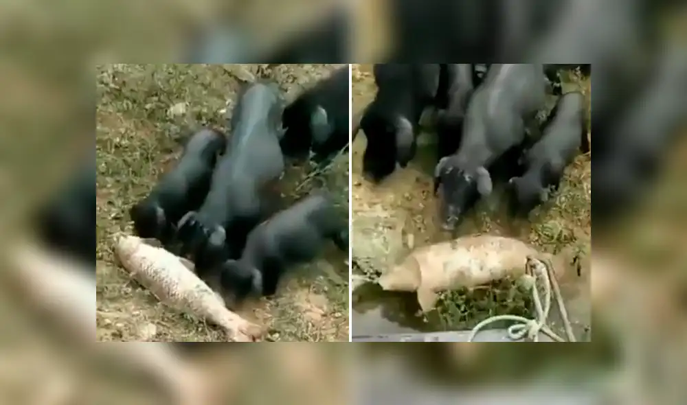La familia de puercos unió sus fuerzas para lanzar al pez a un estanque. Foto: Susanta Nanda / Twitter La familia de puercos unió sus fuerzas para lanzar al pez a un estanque. Foto: Susanta Nanda / Twitter