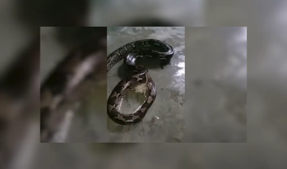 Desliza hacia la izquierda para ver las imágenes del viral de YouTube.