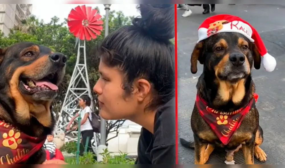 ¿Quién es Chulito, el perro que lucha contra el cáncer y ayuda a su dueña a vender sandalias para su tratamiento? ¿Quién es Chulito, el perro que lucha contra el cáncer y ayuda a su dueña a vender sandalias para su tratamiento?