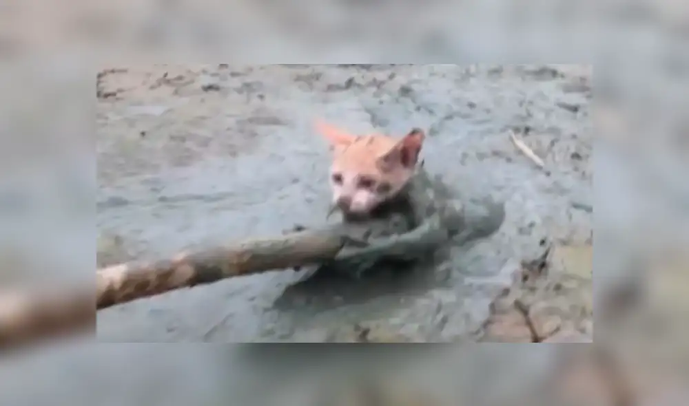 Facebook viral: Gato bebé queda atrapado en el barro y hombre acude a su rescate [VIDEO]