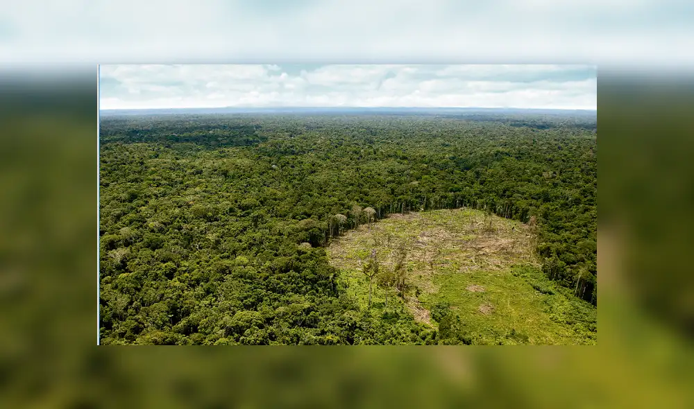 La Amazonía perdió el 20% de su territorio en 50 años