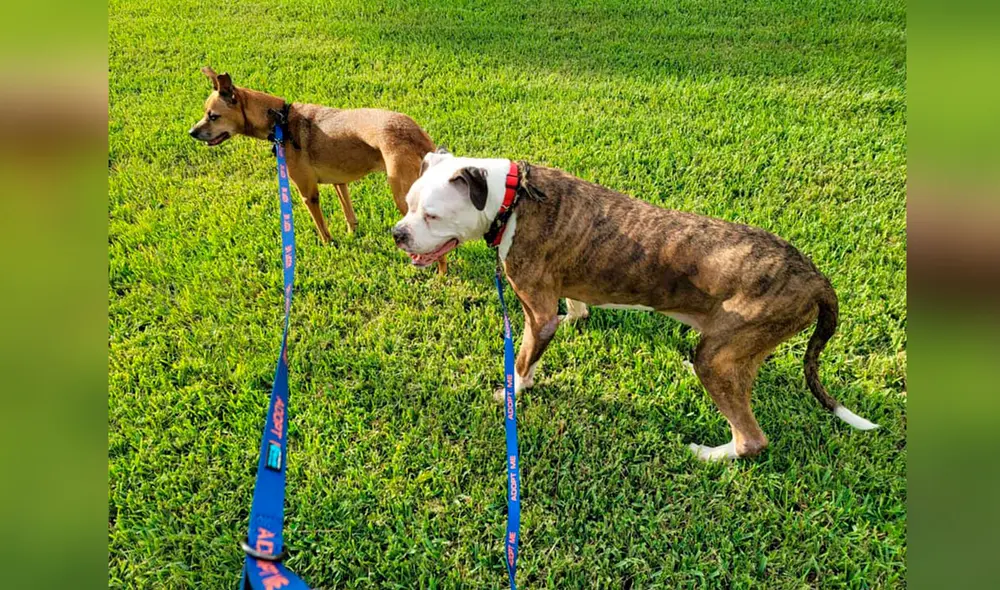 Desliza las imágenes para conocer la emotiva historia de unos perros que fueron llevados a un albergue por su dueño. Foto: DogHouse Rescue Academy/ Facebook