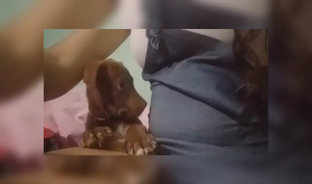 En Facebook, un perro bebé quedó sorprendido al sentir los movimientos de a barriga de su dueña.
