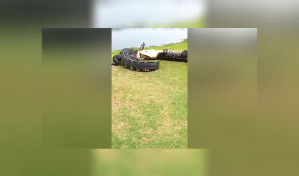 YouTube viral: capta brutal pelea entre hambrientos cocodrilos y terrible final sorprende en redes